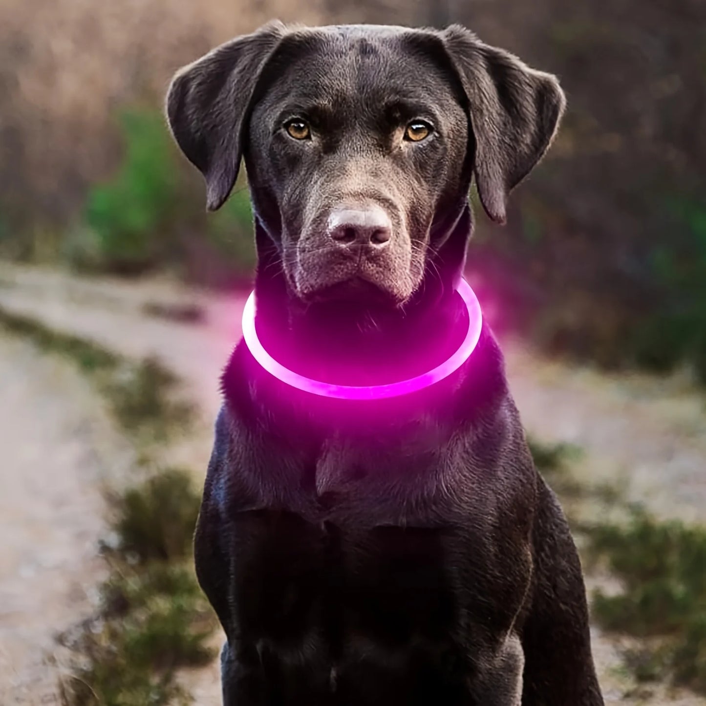 🦴 Collier LED Lumineux pour Chien – Sécurité et Stylé lors des Balades Nocturnesar