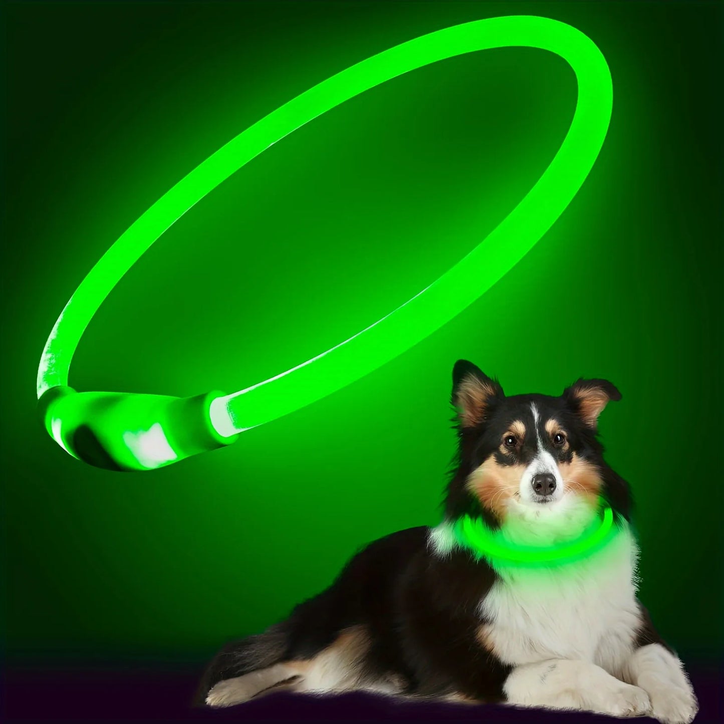 🦴 Collier LED Lumineux pour Chien – Sécurité et Stylé lors des Balades Nocturnesar