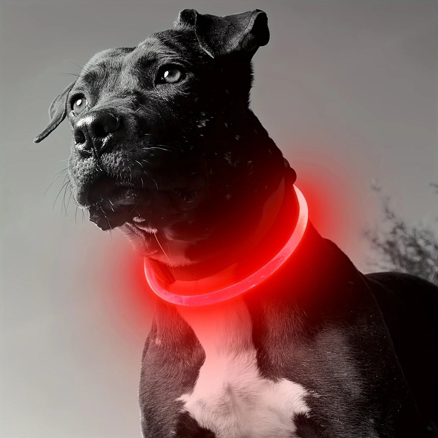 🦴 Collier LED Lumineux pour Chien – Sécurité et Stylé lors des Balades Nocturnesar